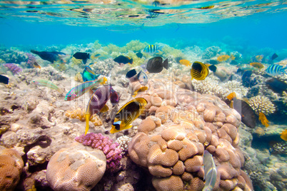 Tropical Coral Reef. Red sea