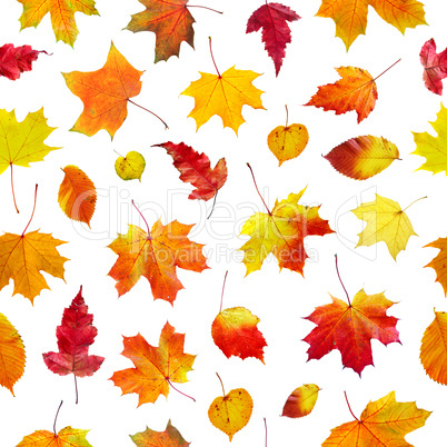 seamless  background autumn leaves