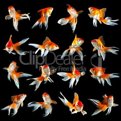sixteen goldfishs