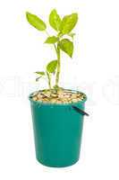 young plant in a bucket of coins