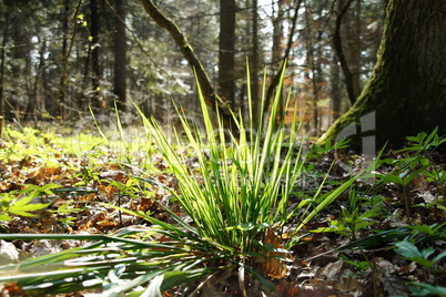 Grasbüschel im Wald