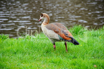 Nilgans