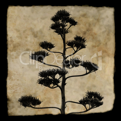agave plant silhouette