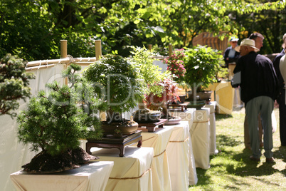 Bonsai-Ausstellung