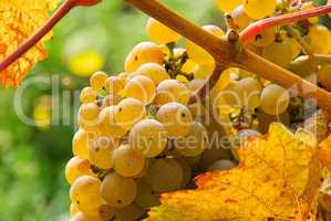 Weintraube weiss - grape white 14