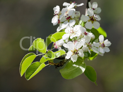 pear blossom