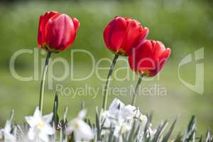 red tulip