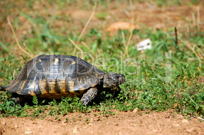 forest turtle