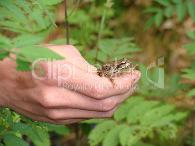 Little frog on human hand