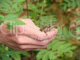 Little frog on human hand