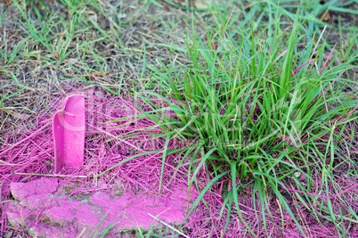 pink grass