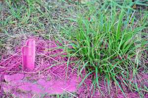 pink grass