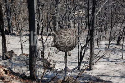 sphere in burned forest