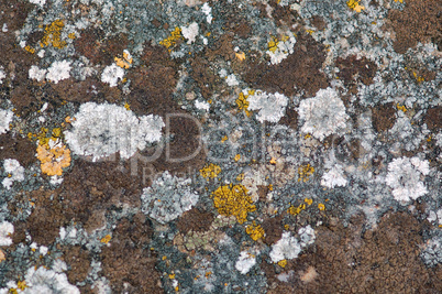 stone fungus