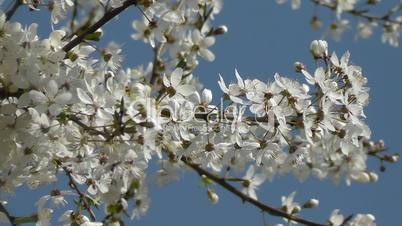 Flowering plums - Prunus domestica