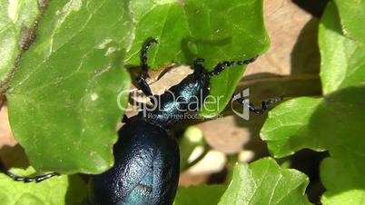 Oil Beetle - Meloidae