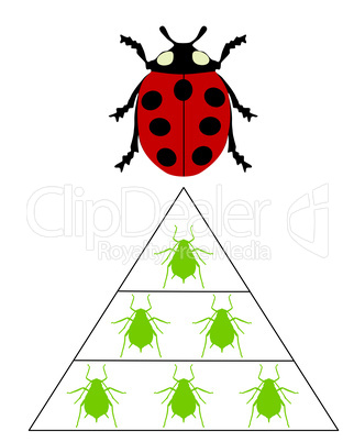 Marienkäfer Ernährungspyramide