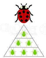 Marienkäfer Ernährungspyramide