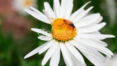 Wasp on the chamomile.