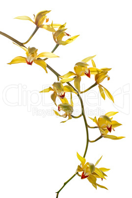 Fresh bright yellow orchid