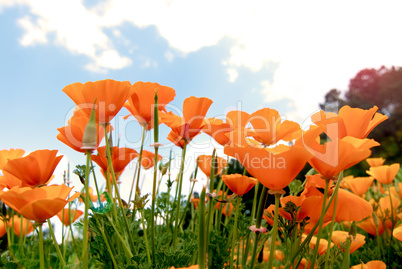 Orange Poppies Field