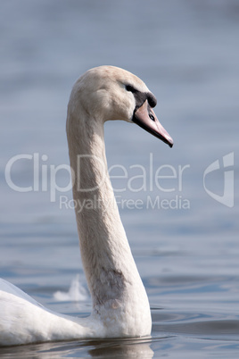 Höckerschwan Portrait