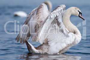 Schwan plustert sich auf