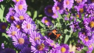aster with butterfly and bees