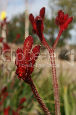 Red Flowers