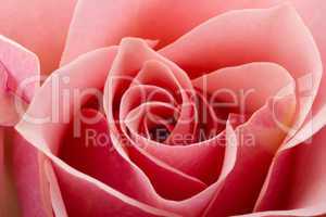 Pink Rose