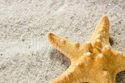 Golden Starfish