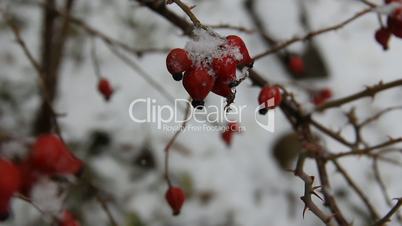Wild rose hips in the snow