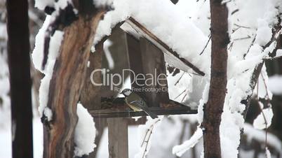 Birds eat inside bird feeders