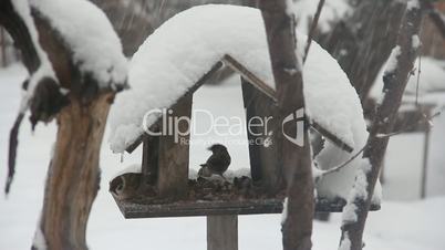 Birds in snowy cold winter in birdfeeder