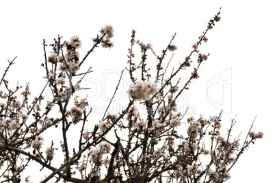 almond tree branches