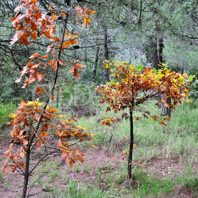 autumn colors