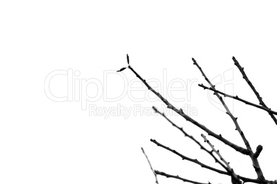 branches silhouette