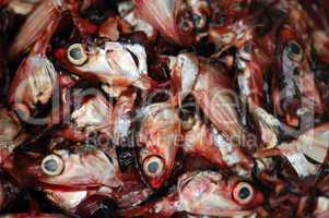 cut fish heads