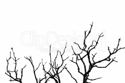 deciduous tree silhouette
