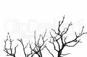 deciduous tree silhouette