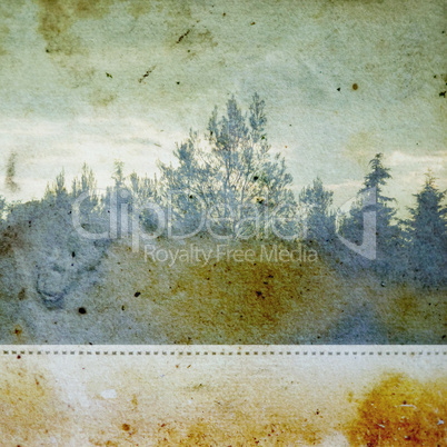 discolorated forest