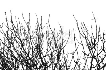 leafless tree branches