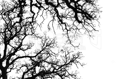 oak tree silhouette