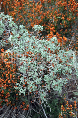 sage plant