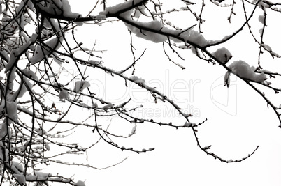 snowy branches