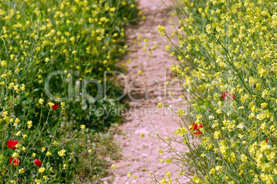 spring flowers