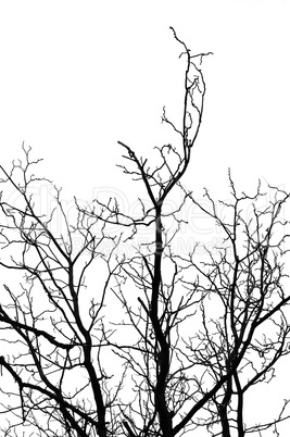 tree silhouette