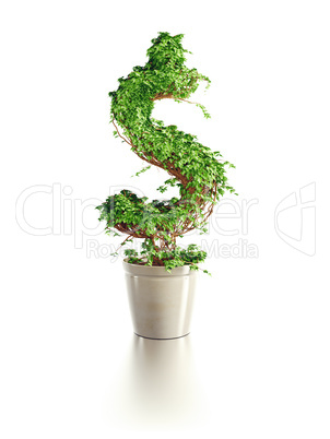growing dollar tree