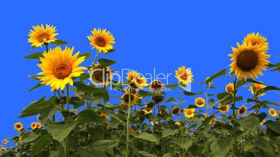 Blue Screen Keying Sunflower