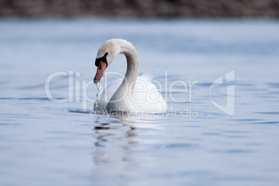 Schwan auf Wasser